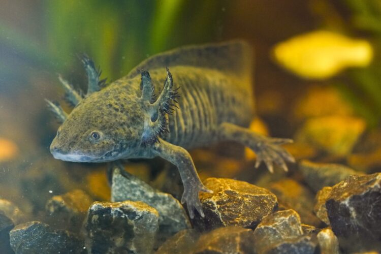 Scientists search for DNA of an endangered salamander in Mexico City’s canals